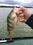 Erster Fisch ein Barsch Tag im Arsch